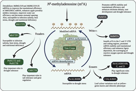 Hortres's tweet photo. N6-methyladenosine (m6A) is the most common internal modification in eukaryotic mRNA, crucial for regulating mRNA stability, translation, and splicing. #PlantBiology #m6A #TreeCrops #StressResistance @OxfordJournals
Details:https://t.co/lIXhbVtCZ8 https://t.co/4RSBW0cLcF