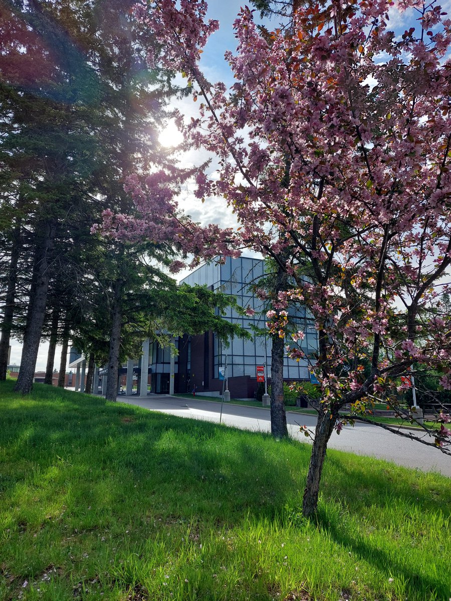 It's a gorgeous morning on the College Drive campus. Drop by & visit the Learning Library while you're here.
#springblossoms #EveryoneIsWelcome #springtime #vitaminN #campuslife @NipissingU @CanadoreCollege