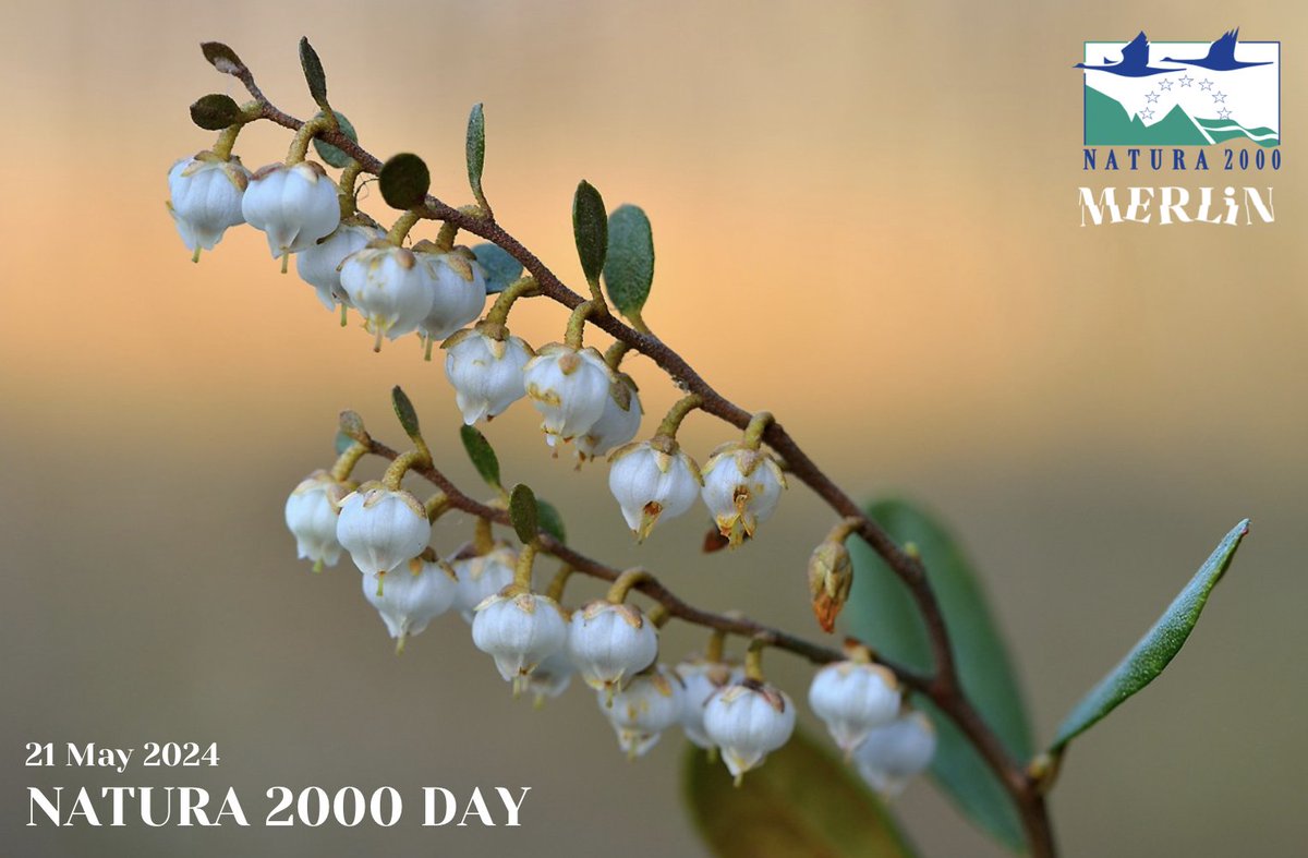 Today is #Natura2000Day, a day to celebrate biodiversity conservation efforts in Europe. In MERLIN we are happy to celebrate this day, as some of our case studies in Denmark, Poland and Portugal are part of the Natura 2000 network and are increasing its ecological resilience.