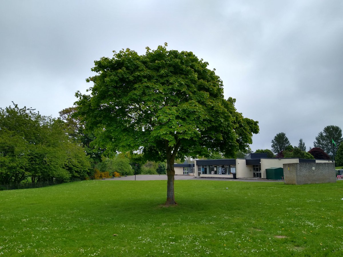 AndrewJohnster's tweet photo. A picture of this tree every week: 
Week 22
💚
#TreePicEveryWeek https://t.co/hJJfr1HLRQ