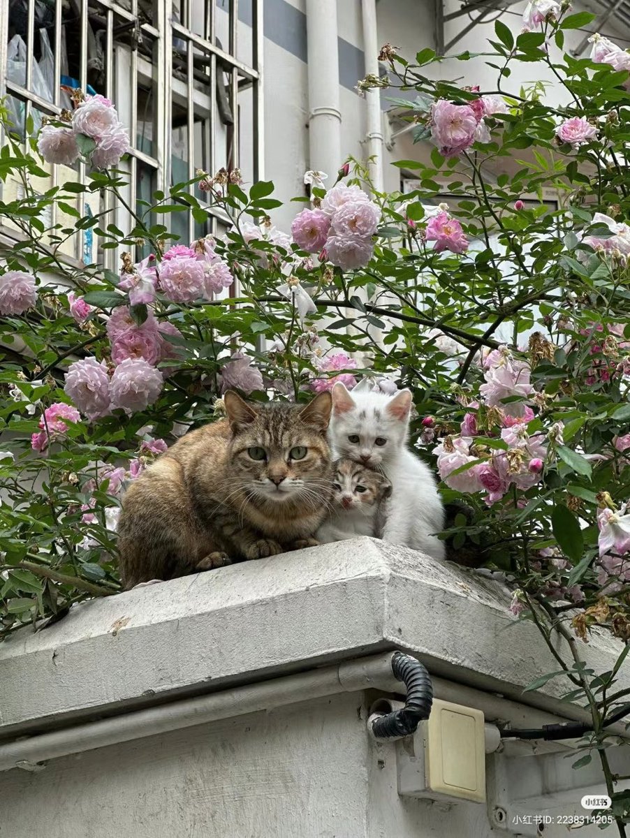 jaehyunthecat's tweet image. เป๊ะ 5555