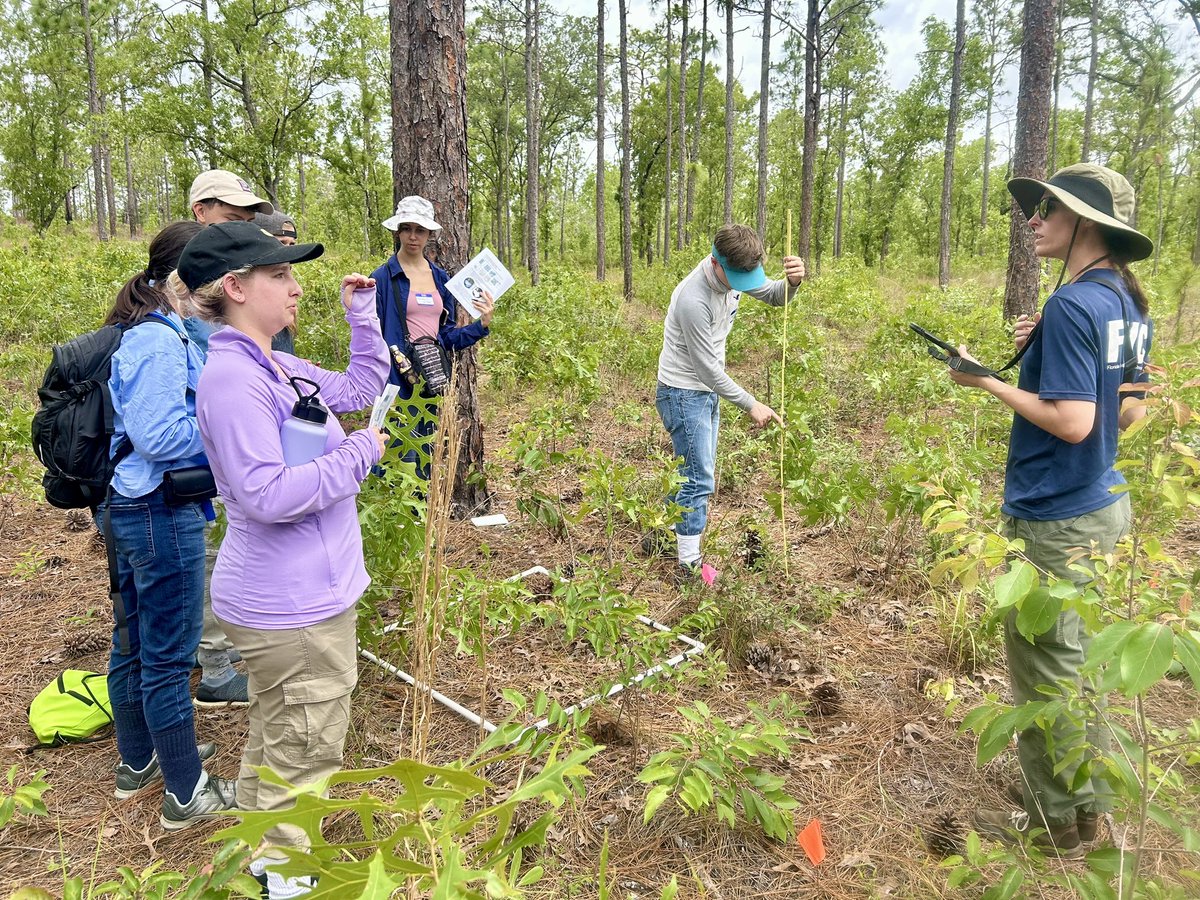 mhallett2320's tweet photo. MASSIVE thank you to Johanna, Bailey, Shawn, and Amber from @MyFWC Research Institute #FWRI Terrestrial Habitat team for sharing their amazing research expertise with our @UFWildlife Techniques students over the past three weeks… @UF_IFAS @UFCALS @UFatWork @UF #Ordway #plants https://t.co/SKwLu8kIll