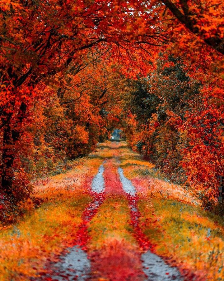 Beautiful Path (📷 Pinterest)