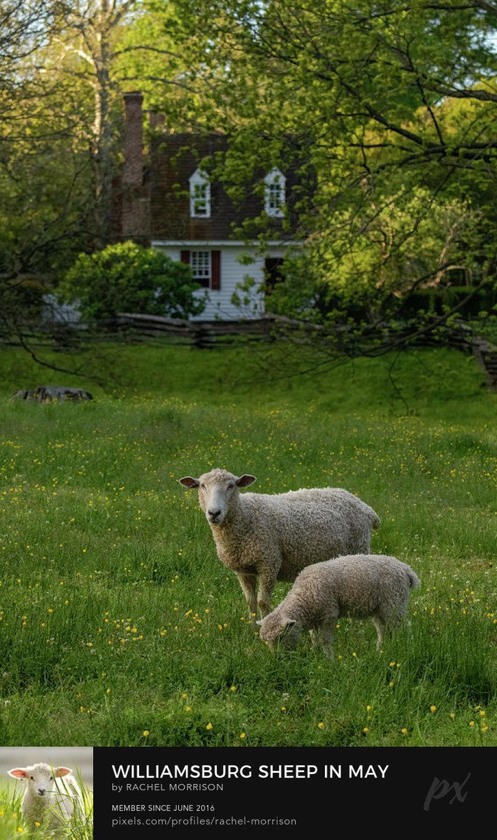 Williamsburg Sheep in May rachelsfineartphotography.com/featured/willi… #ColonialWilliamsburg #spring #naturephotography