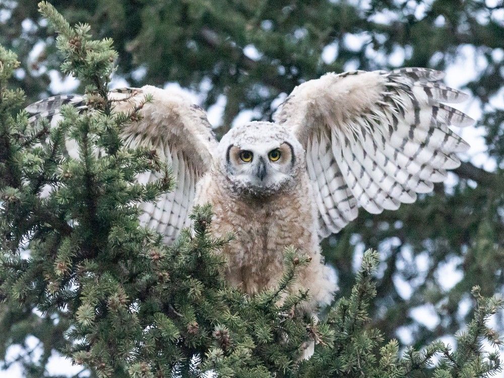 Ready for takeoff: Great Horned Owl chicks test their wings and learn to fly calgaryherald.com/news/local-new…