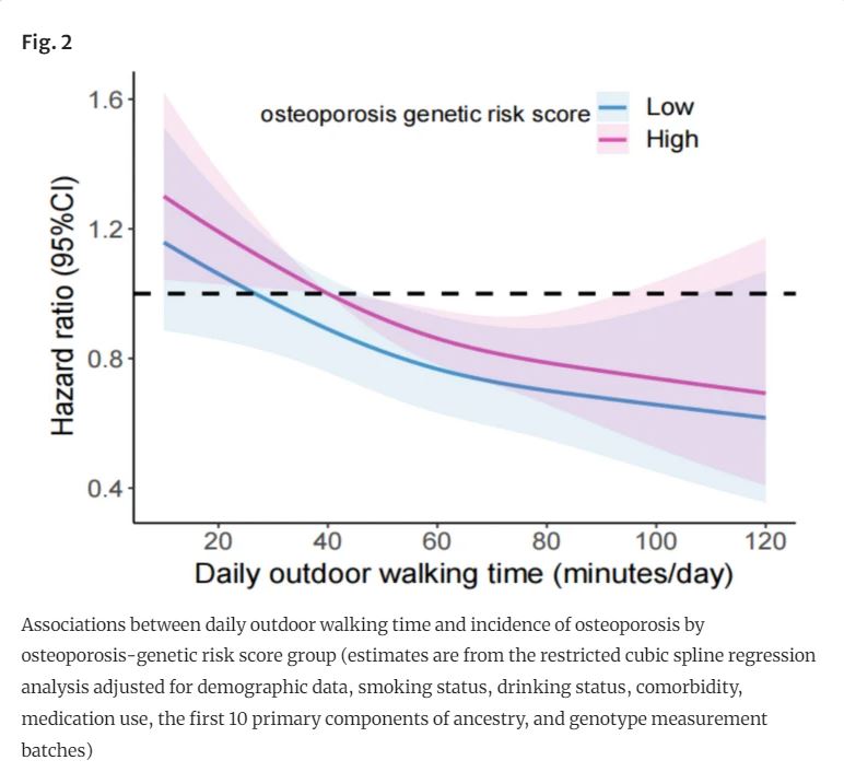 New &amp; Open Access in #Osteoporosis Int: Outdoor walking, genetic predisposition, and the risk of incident osteoporosis among older adults: A prospective large population-based cohort study
bit.ly/3WKSAEU 
#exercise #physicalactivity