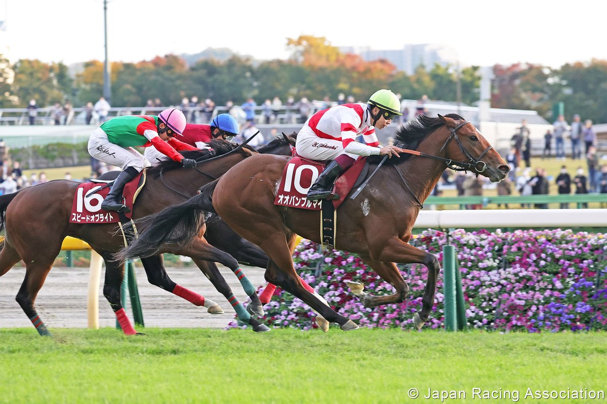 An exciting 🇯🇵 entry in the @MyPensionExpert July Cup 👀 Obamburumai #オオバンブルマイ looks set to make the trip to the home of horse racing 🙌 📸 @JRA_WorldRacing @netkeiba @NewmarketRace