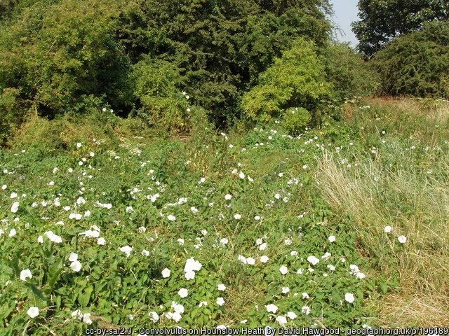 🪻@LNHSoc Botany field meeting to Hounslow Heath 🌳 On Saturday 25 May 2024 11:00am- 3:00pm with Mark Spencer Aiming to record several species. All welcome. To register & more info @ lnhs.org.uk/index.php/acti…