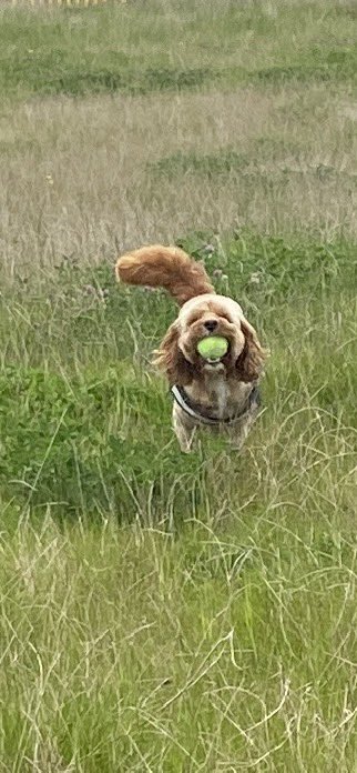 Happiness is playing ball with a student. Creating core memories and having fun all at once. Every school should have a Milo 🐾 #schooldog #learningtogether #traumainformed #mentalhealthmatters #buildingresilience