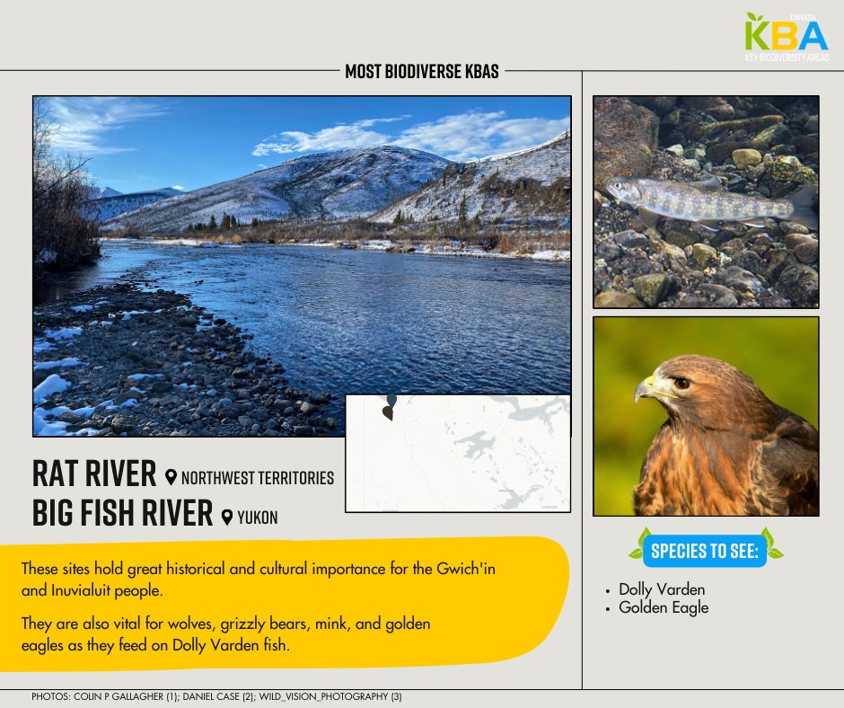 KBACanada's tweet photo. Dolly Varden, an anadromous fish, travels from sea to freshwater in fall for wintering.

Sites like Big Fish River KBA and Rat River KBA are crucial for their survival. The presence of perennial groundwater prevents freezing, facilitating their overwintering🐟 #30DaysofKBAs https://t.co/ljJDzavque