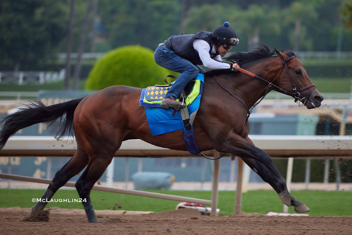 Arabian Knight worked 5F in 1:00.00 yesterday under jockey Erick Garcia for HoF trainer Bob Baffert @santaanitapark @ZedanRacing @BobBaffert @Ersick05