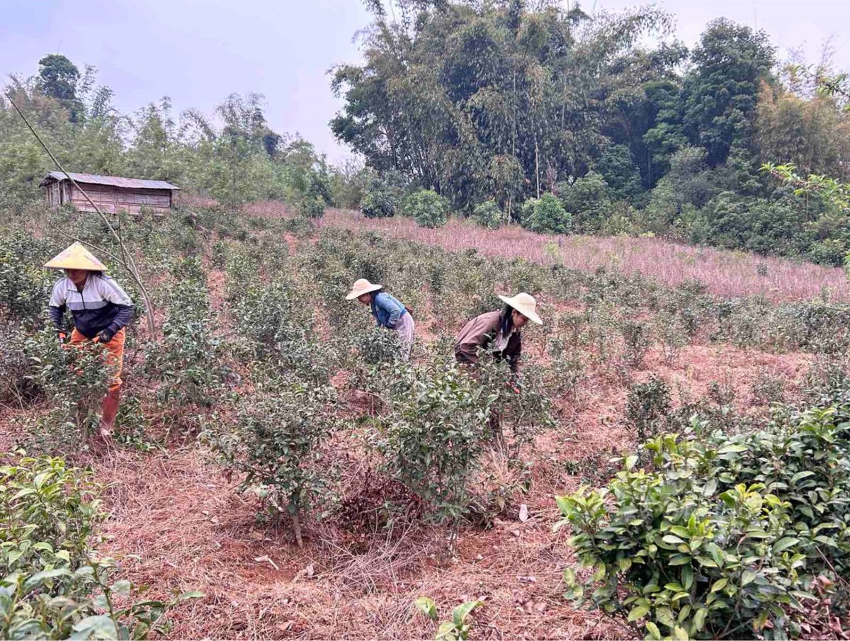 Remarkable work by local tea farmers in Myanmar. Since 2019, @UNODC has supported 460+ farmers in Shan State with technical equipment to build 5 tea-processing factories. This shows alternative development can provide sustainable, licit livelihoods. #InternationalTeaDay