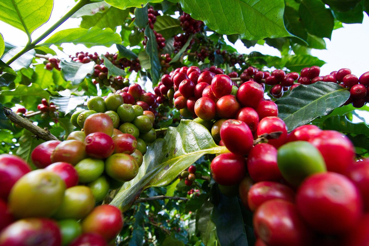 Horracoffee23's tweet image. Experience the magic of Horra coffee starting with vibrant cherries hand-picked from a lush natural forest. Experience the delightful aroma that will brighten your day and awaken your senses! ☕️🌿✨

#CoffeeLovers #Ethiopia #fyp2024 #coffee #trending #HORRA #QualityCoffee