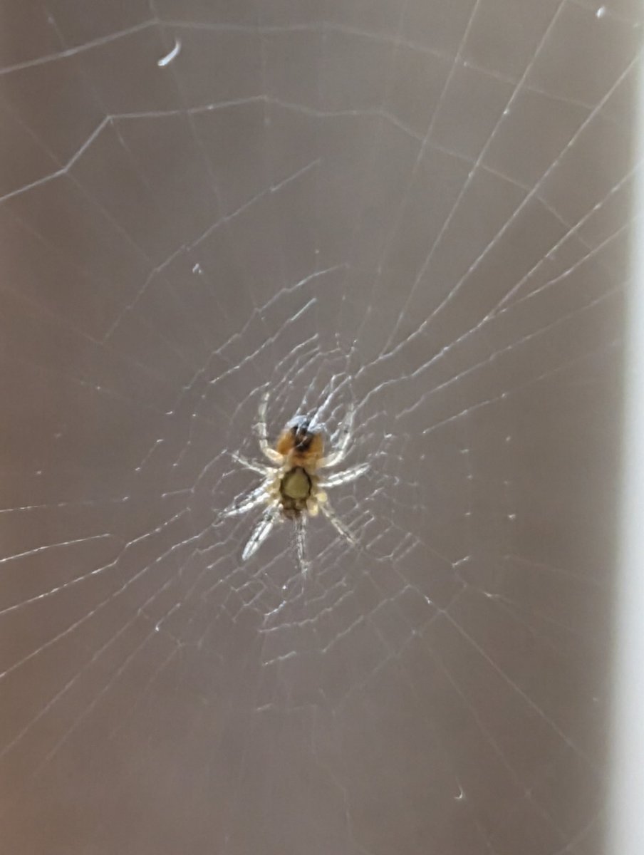 Oh hello Mr tiny spider, macro photography is a pretty wonderful thing