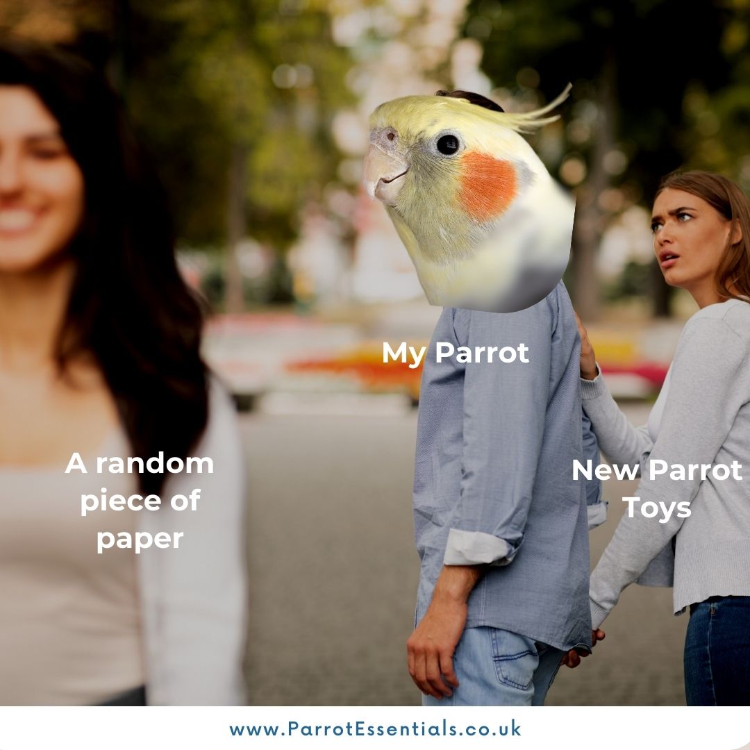 ParrotEssential's tweet photo. Parrot owners know it! 😂🦜

#parrotessentials #parrots #petparrot #parrotlife #parrotlove #petbird #birb #Parrotmeme #FunnyParrots https://t.co/Dz5luz1fTc