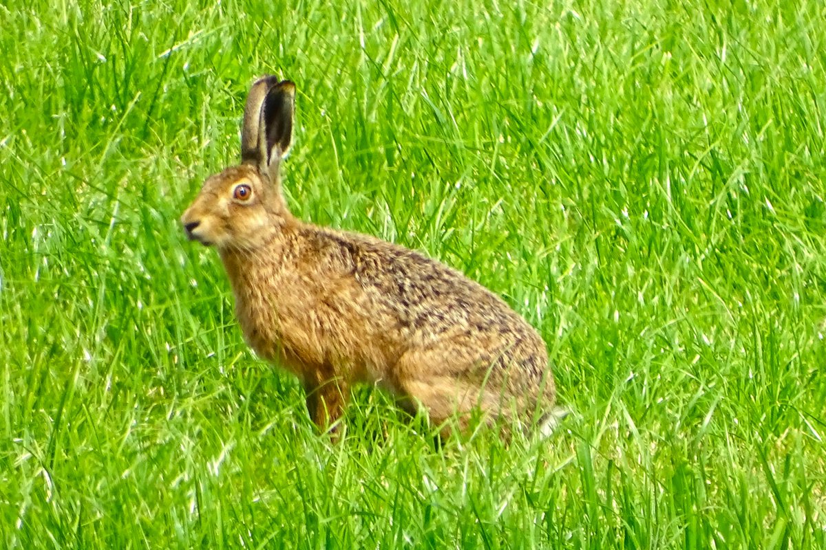 A Hare, not in Marbury but at a private site near here.