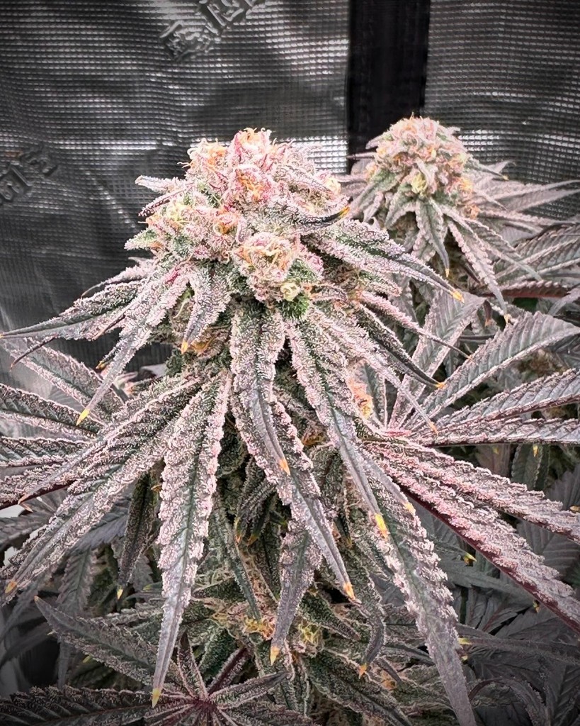 👉 First-time grower? No worries! Lotus Nutrients makes it easy for everyone to cultivate healthy, vibrant plants. ✨

🌱 Grown with @lotusnutrients
📸 Grown by @newbie_growing_
🪴 Grow with Lotus today: bit.ly/LOTUS4U

#lotusnutrients #growstrongindustries #indoorgrow