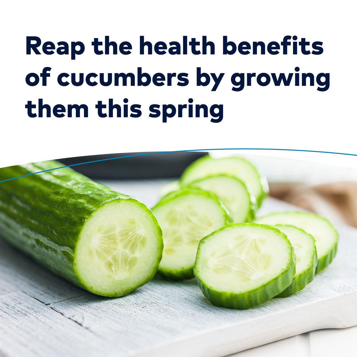 Looking for a fresh addition to your garden? Give cucumbers a try! Here are five health benefits of planting cucumbers in your garden this spring: bit.ly/3K8uoVB #HealthierTomorrows