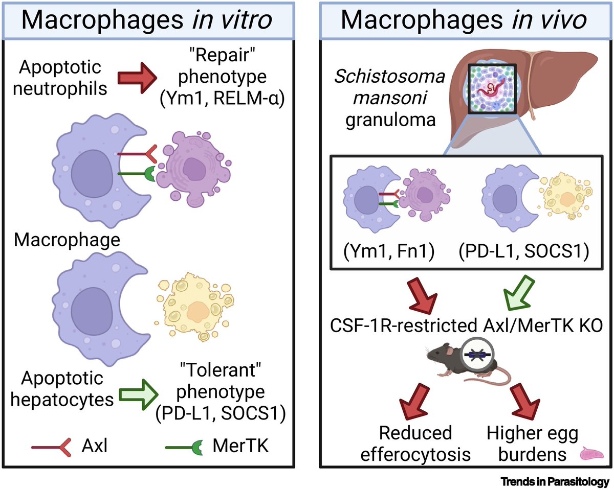 TrendsParasitol's tweet photo. Drs @CunninKyT & Rick Maizels highlight Nicola Gagliani, Lidia Bosurgi & colleagues’ recent @ScienceMagazine article on #macrophages & #efferocytosis during #helminth infection. @UofGSii @UofGlasgow #Fluke #Schistosoma #mansoni #Schistosomiasis
https://t.co/ugqfx80M3g https://t.co/wrDFVI0lER
