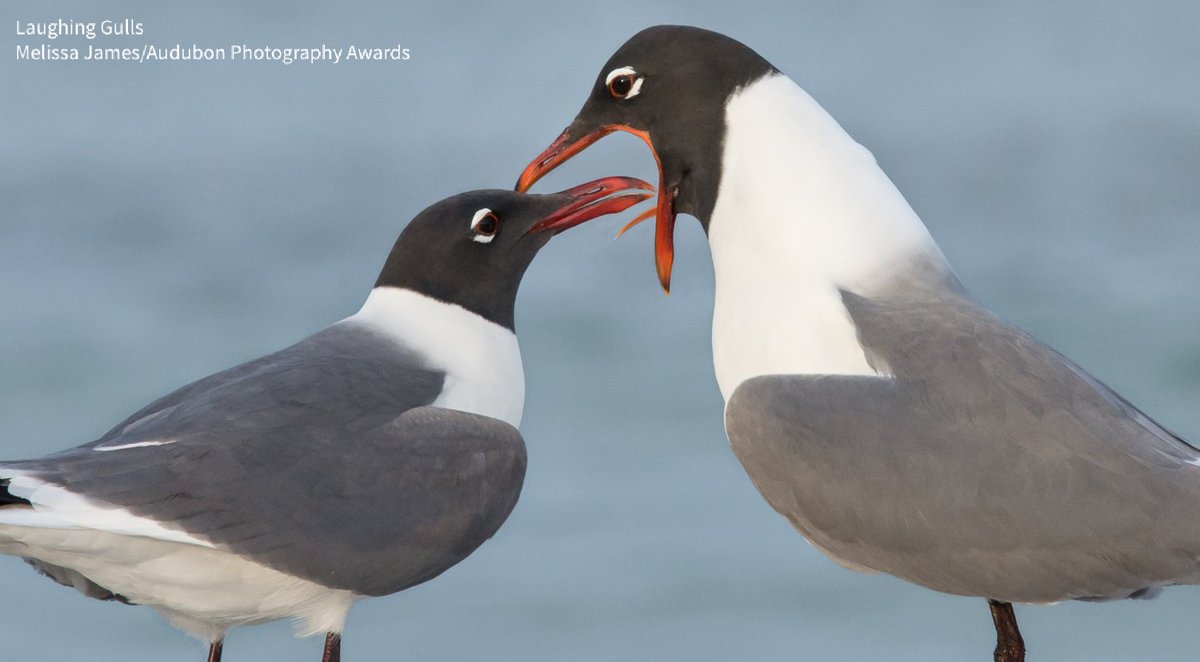 If you’ve ever been near a Laughing Gull, you know how they got their name. Their cackling calls, heard across the beaches of the Atlantic and Gulf Coasts, are a sure sign of summer’s return. Listen to their namesake “laughs” via the Audubon Bird Guide: bit.ly/3QLuvtR