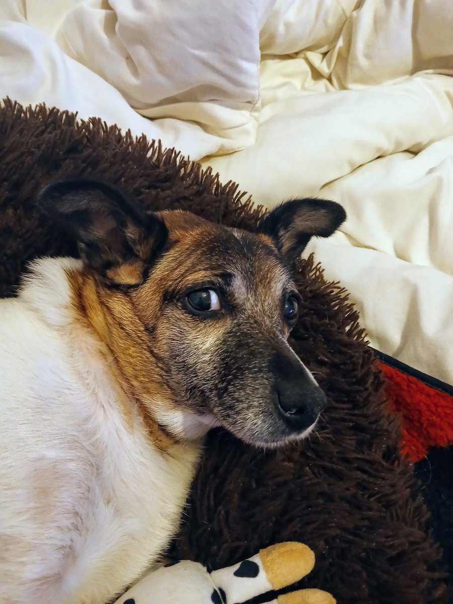 <a href="/ZombieSquadHQ/">ZombieSquadHQ💖💚🧡💚🩵©</a> <a href="/AnipalAviators/">The Anipal Aviators</a> #OTLFP #furrytails #PalsPorch <a href="/jennystape/">Cap'n JACK Sparrow</a> <a href="/CancerDoggy/">I is Jasper. Here in Hartsons honour ❤️</a> 
AMAZING NEWS BUDDY NOT PTS Weekly Vet check Very heavy meds for 6 weeks But he alert &amp; tummy swell down a bit YOUR PRAYERS WORKED THANKS &amp; BLESS YOU ALL🙌🫶🙌 mor soon am zorsted MIRACLE BOY⬇️