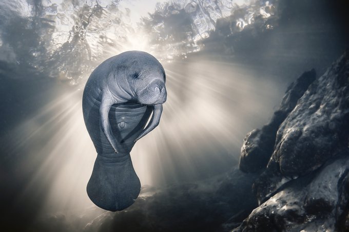 Creature from outer space. The manatee in the picture came close to look at the photographer and was suddenly perfectly positioned in front of the sun's rays. Winner of the Conservation (Hope) Photographer of the Year. [📸 Sylvie Ayer, Florida, 2023]
