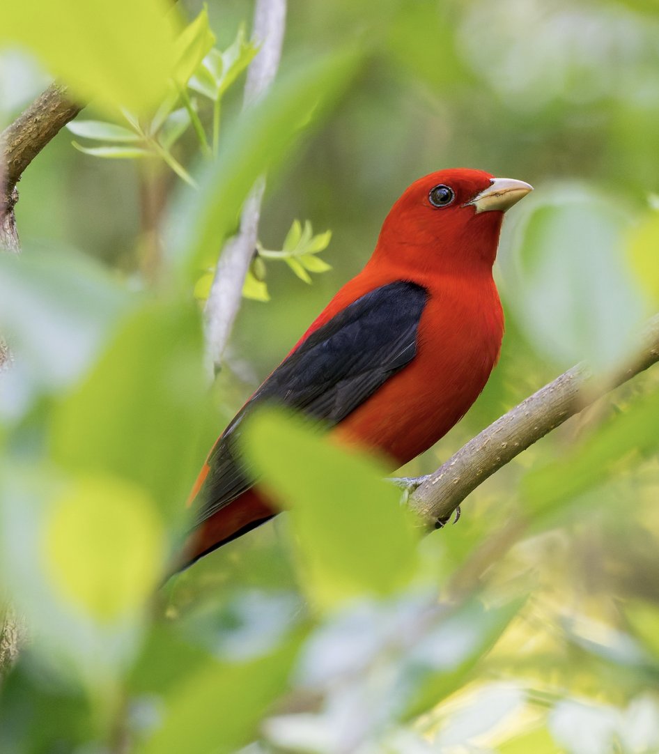 Another beautiful, vibrant colored bird in Prospect Park. 🐦❤️ Thanks to Instagram user otrodios for this #PhotoOfTheWeek!