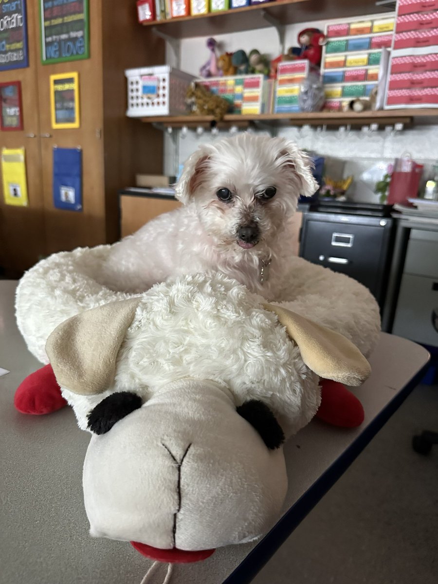 Special guest, Callie, joined first grade today.