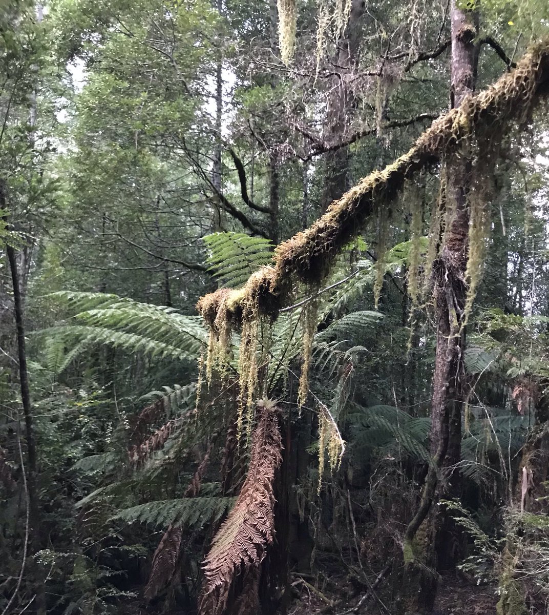 GabbyDean129686's tweet photo. When a #hotstick becomes a #thicktrunk draped in #lichen with #treeferns in the background. @tasmania Big Tree Conservation Area. https://t.co/EQf5W3YUHy
