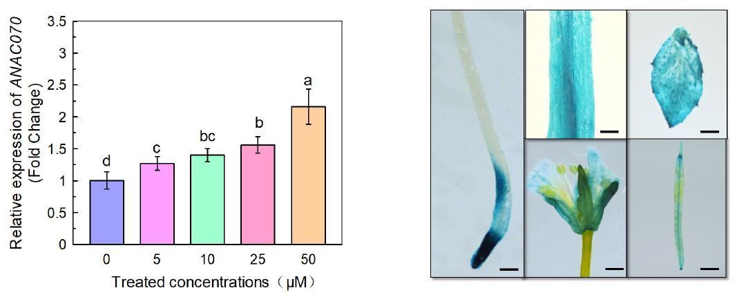 A NAC transcription factor represses a module associated with xyloglucan content and regulates aluminum tolerance (Su Li, Ji Bo Yang, Jia Qi Li, Jing Huang, Ren Fang Shen, Da Li Zeng, Xiao Fang Zhu) buff.ly/3QTjeYe @ASPB #PlantSci