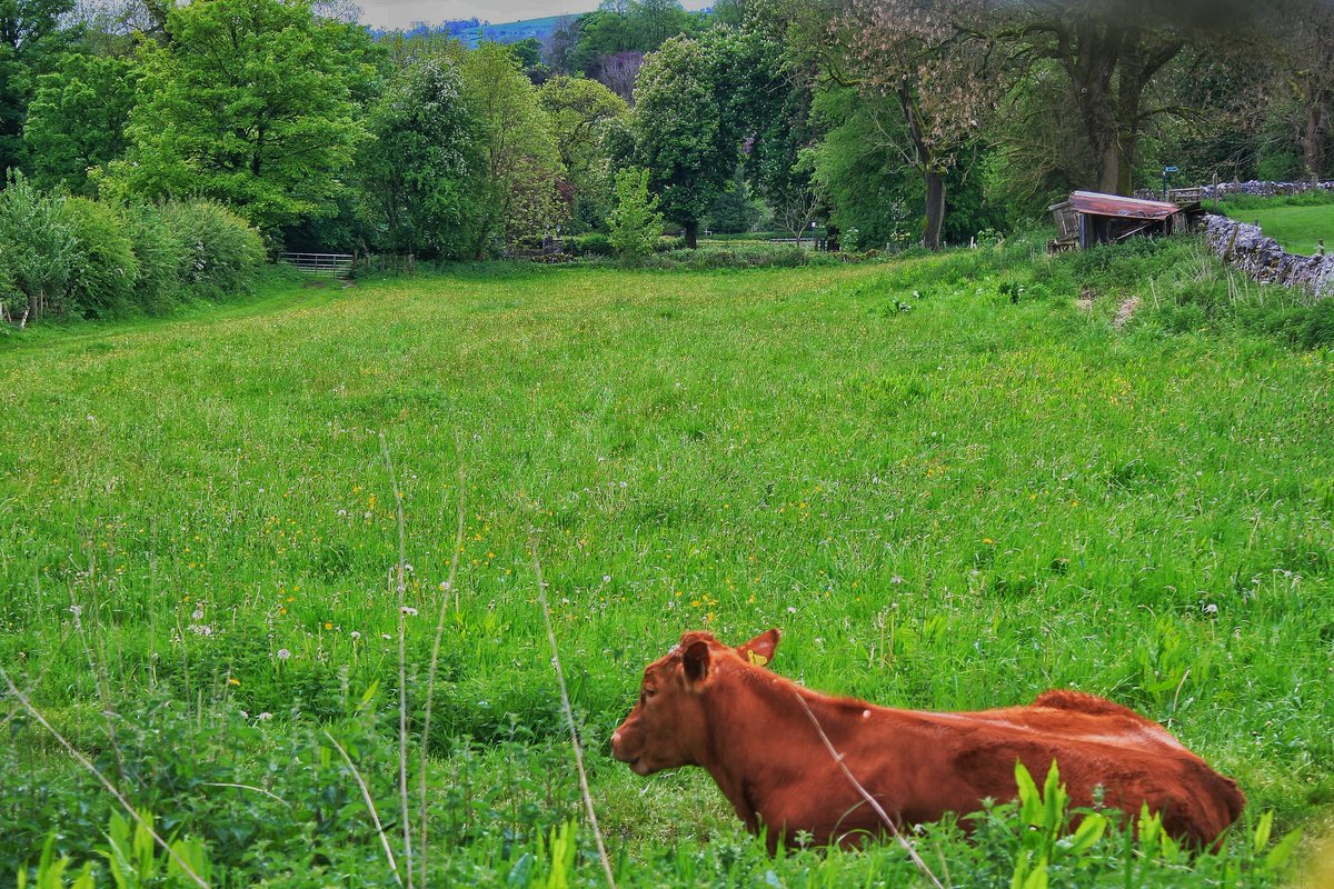 mmill_landscape's tweet photo. My new artwork... MOOCOW IN FIELD 🥰😅
#cowsofinstagram #cow #cowstagram #cowphotography #nature #naturephotography #landscape #countryphotography #art #grass #england #peakdistrictnationalpark #Derbyshire #derbyshirephotography https://t.co/vKhjKFpqQI