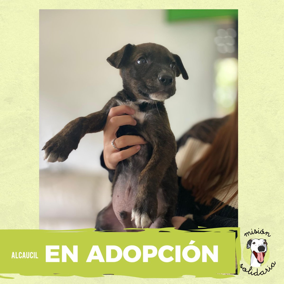 Alcaucil tiene 50 días, y será mediano. Este perrito bebé tiene su primera vacuna y esta listo para conseguir hogar por siempre. Zonas CABA y GBA ¿queres adoptarlo? escribime! misionsolidariatwitter@gmail.com asunto: MiniAlcaucil rt por favor