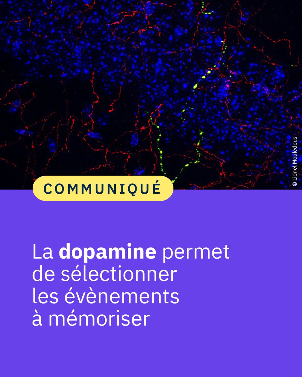 #Communiqué 🗞️ Des travaux de recherche démontrent que les neurones à dopamine sont à l’origine de la formation de la mémoire 🧠. Cette étude a été publiée dans @NatureComms. 👉 cnrs.fr/fr/presse/la-d…