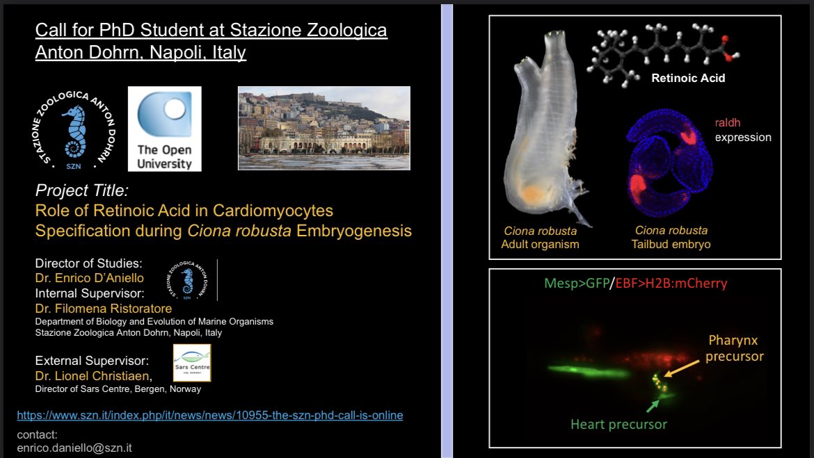 PhD Call @SznDohrn, Naples, IT. Check out this call for a PhD position in my lab with Dr. Christiaen @lionlchristiaen as an external supervisor and me as Director of the study. Deadline: June 21, to apply: szn.it/index.php/en/t…