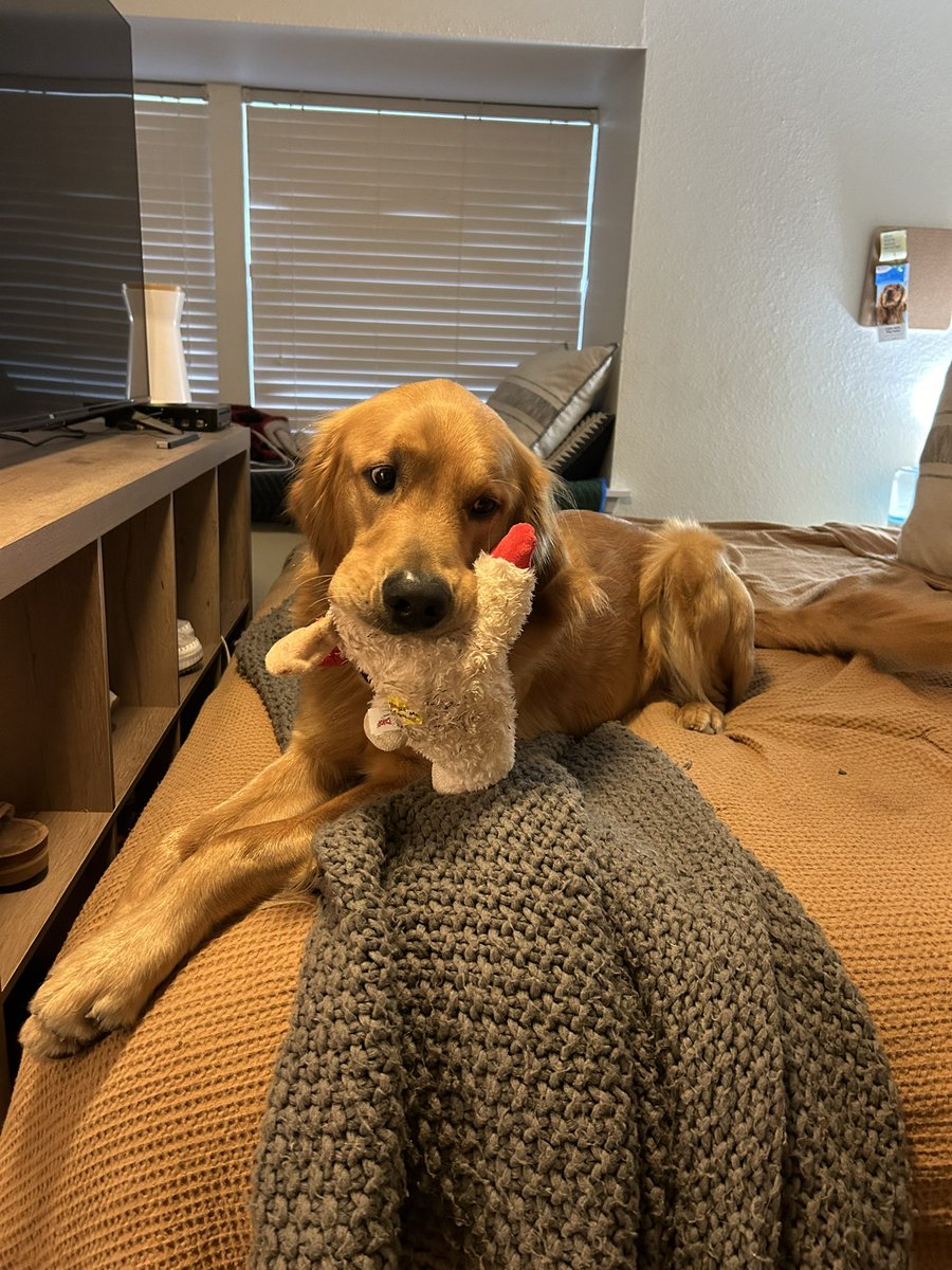 abigail_lo_'s tweet photo. Please help Oakley fight cancer!! Oakley needs support of all kinds for lifesaving care!! 💛

THE OAKLEY FUND:
https://t.co/M6OhLO37bM

Please share ❤️ https://t.co/LTuSZg5QiF