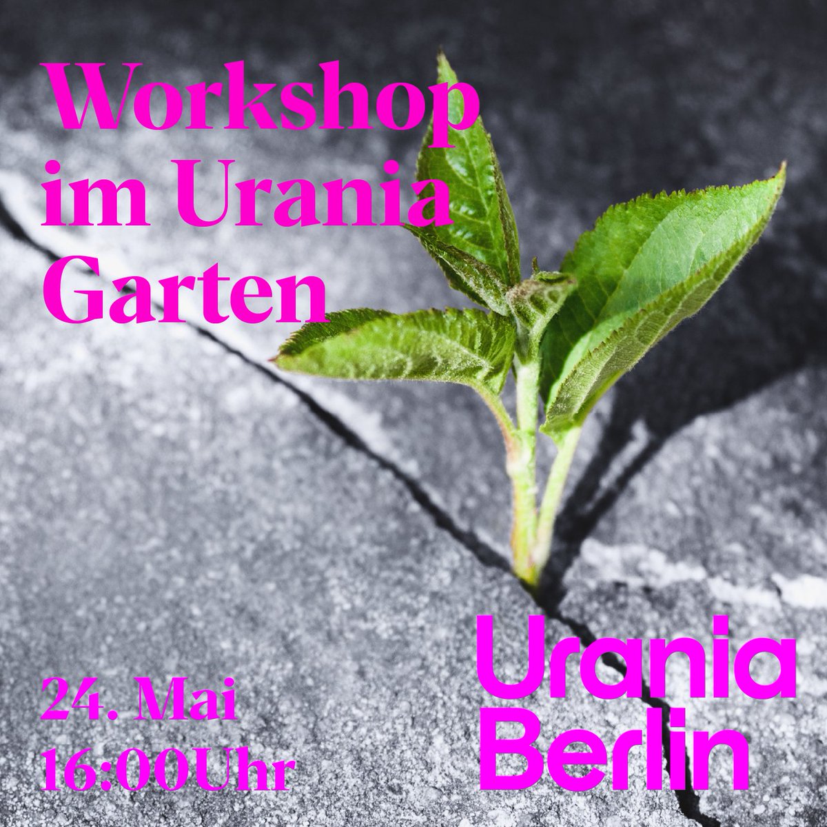 #Krautschau ist eine bundesweite Aktion, die den Wert unscheinbarer Pflanzen auf bebauten Flächen sichtbar machen will. Und so machen wir uns beim nächsten Stadtnatur-Workshop rund um die Urania gemeinsam auf die Suche. Eintritt frei uraniaberlin.reservix.de/p/reservix/eve…