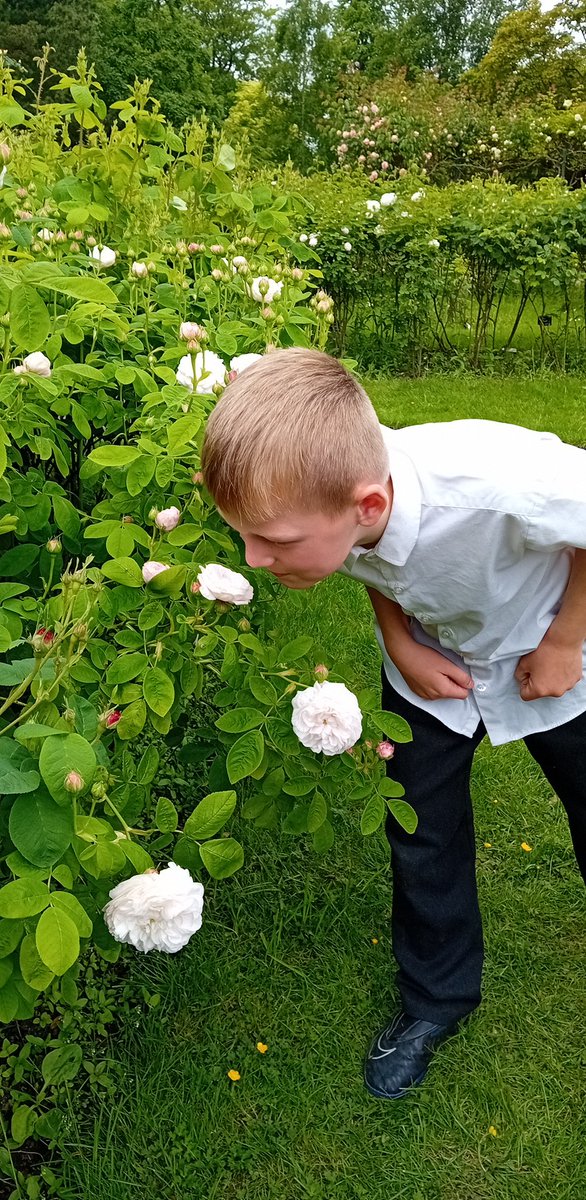 Y3_MrsCreed's tweet photo. We enjoyed our trip to The botanics so much! Thank you to Laura, who is an absolute legend!! 🥰🤩
We explored the pavilion habitats and loved the fragrent rose garden! @FOBSheffield 
What an epic trip to enhance our plants topic! 🪴 🥰🌾🌹🌷#themillscience #beworldwise https://t.co/atrcWggPY1