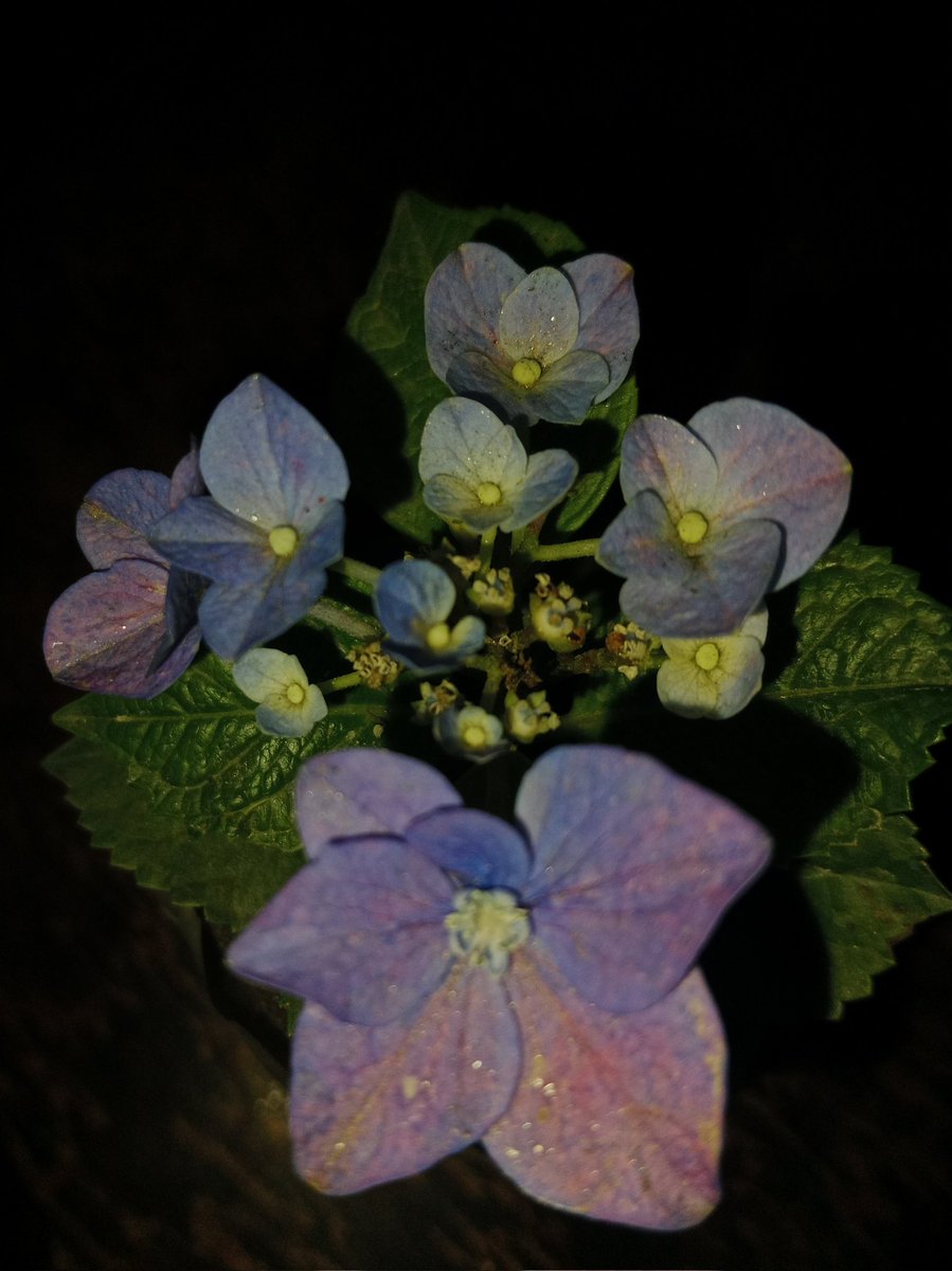 Added hydrangea 🪻