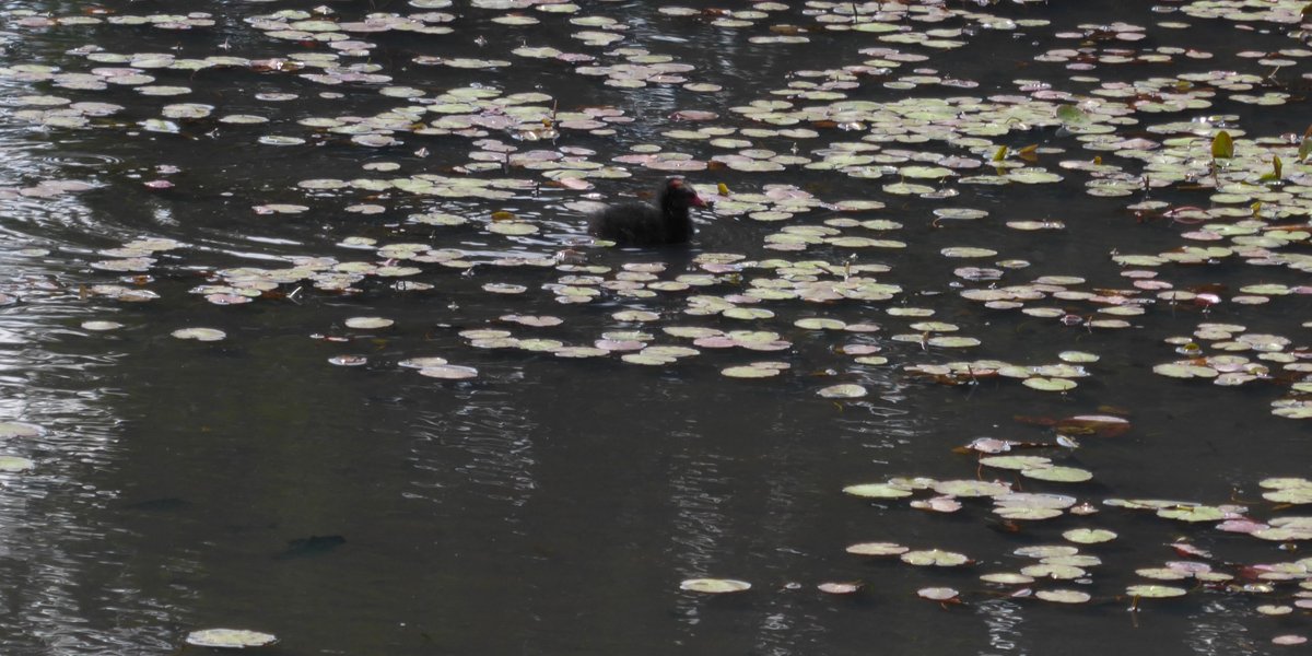 The latest #Moorhen chicks on #BradmoreGreen #Pond in #Coulsdon for #Wildlife #Wednesday