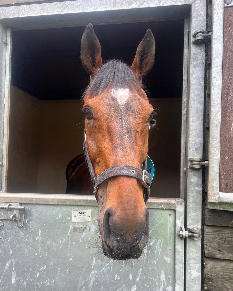 Royal Rhythm in his stable at @HexhamRaces before his run in the 6.28 Handicap Chase this evening. Jonjo Jr. rides.
