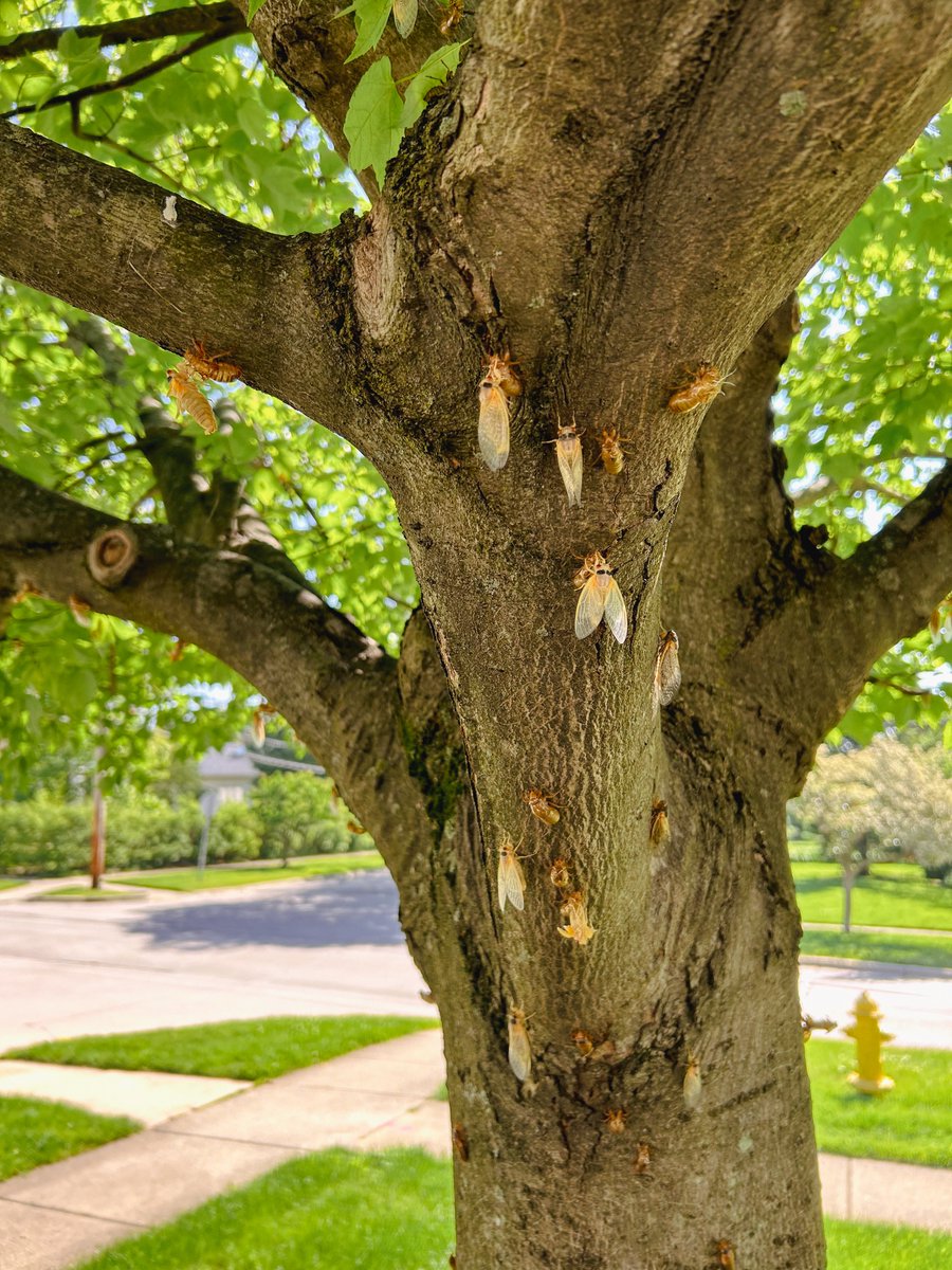 Whoo boy. Here we go!

(📷 PRosborough)
#RPtransforms #cicada #cicadas #gardening #landscaping