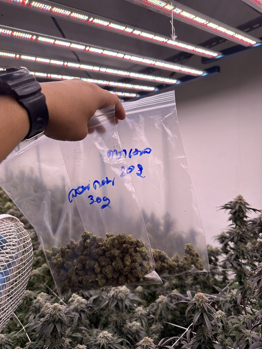 จัดไปอีกชุด ขอบคุณออเดอร์วันนี้ๆดอกมีเลื่อยๆ หอม สด ราคาพ่อค้า ส่ง ปลีก แบ่ง ทัก
#กัญชา #กัญชาog #กัญชากรุงเทพ #กัญชานอก #ดอกกัญชา #กัญชาลาดกระบัง #กัญชารามคําแหง #กัญชาพัทยา #กัญชาราคาส่ง #กัญชามีนบุรี #กัญชาสมุทรปราการ #og  #บ้องแก้ว #กัญชาชลบุรี #กัญชาดอนเมือง #กัญชานนทบุรี