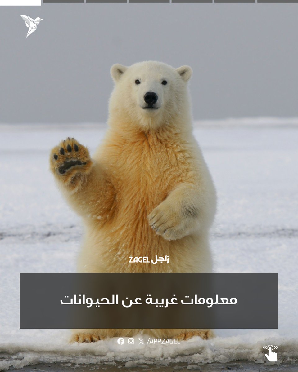 AppZagel's tweet photo. اسرار عن عالم الحيوان 🐘

#تابع_مع_زاجل #عالم_الحيوان https://t.co/5gZJYHPe0t