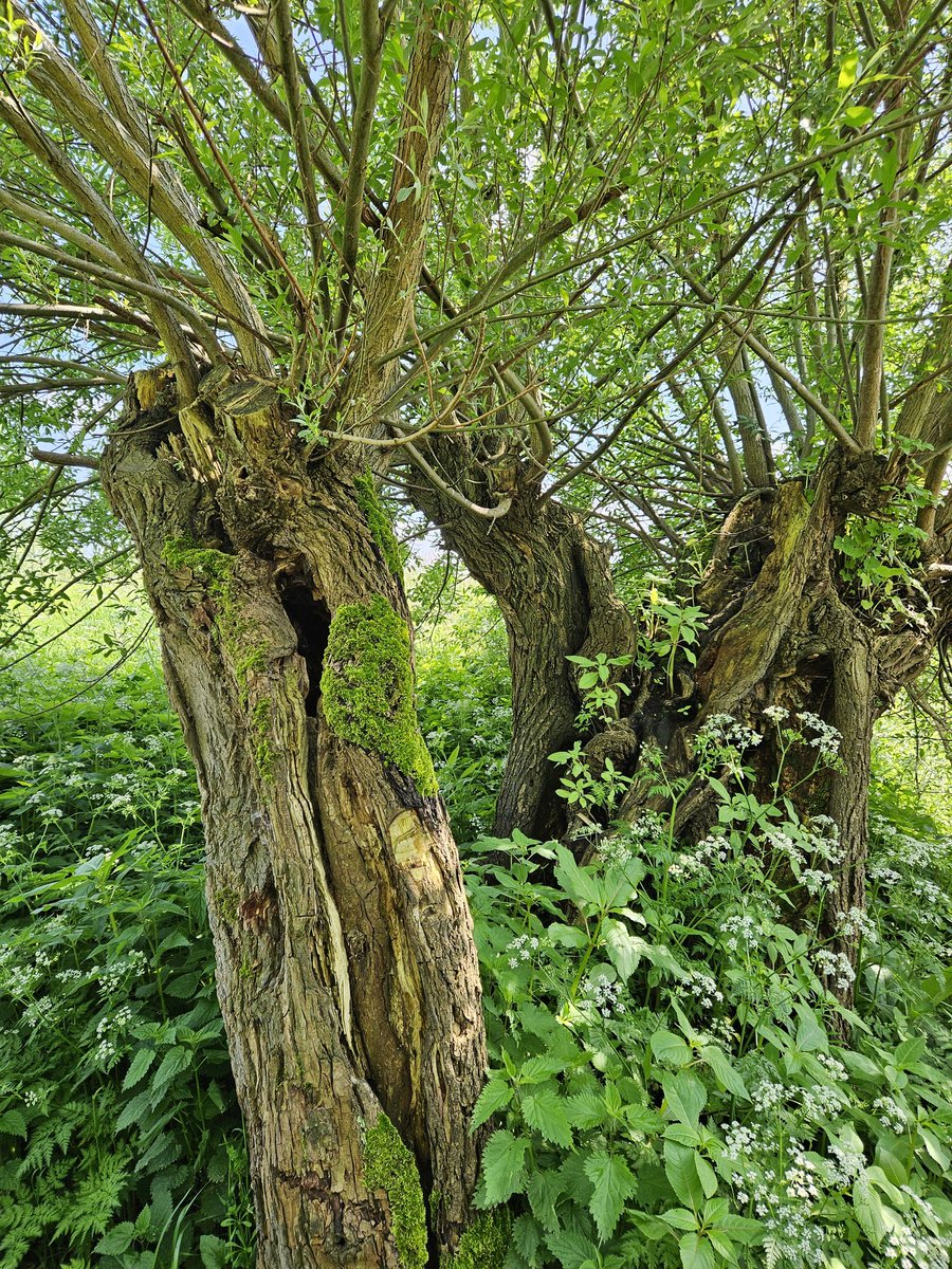 #mei_nmooistefotos #Bomen #fotochallenge #dag21 @bosw8er_jochem Flora en Fauna natuur zuurstof we moeten er zuinig op zijn!!! Zonder bomen geen zuurstof zonder zuurstof geen leven de mens leeft er steeds minder naar...... 🙏🍀😇💝