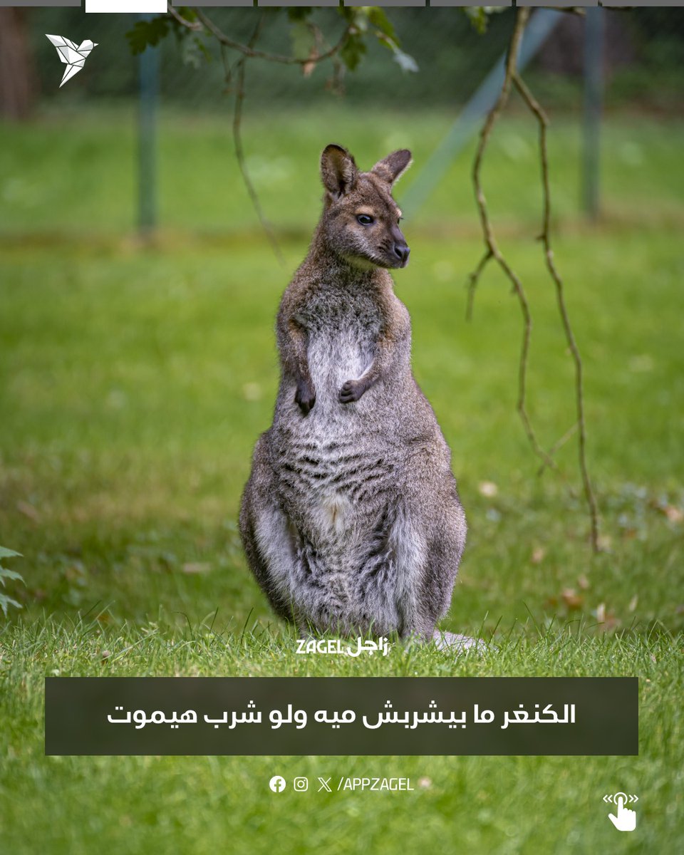 AppZagel's tweet photo. اسرار عن عالم الحيوان 🐘

#تابع_مع_زاجل #عالم_الحيوان https://t.co/5gZJYHPe0t