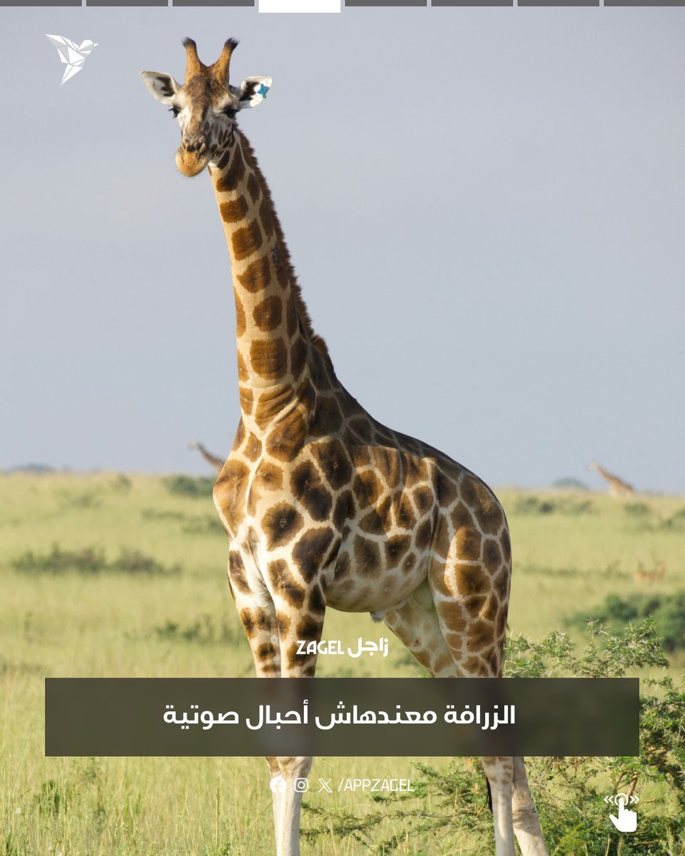 AppZagel's tweet photo. اسرار عن عالم الحيوان 🐘

#تابع_مع_زاجل #عالم_الحيوان https://t.co/5gZJYHPe0t