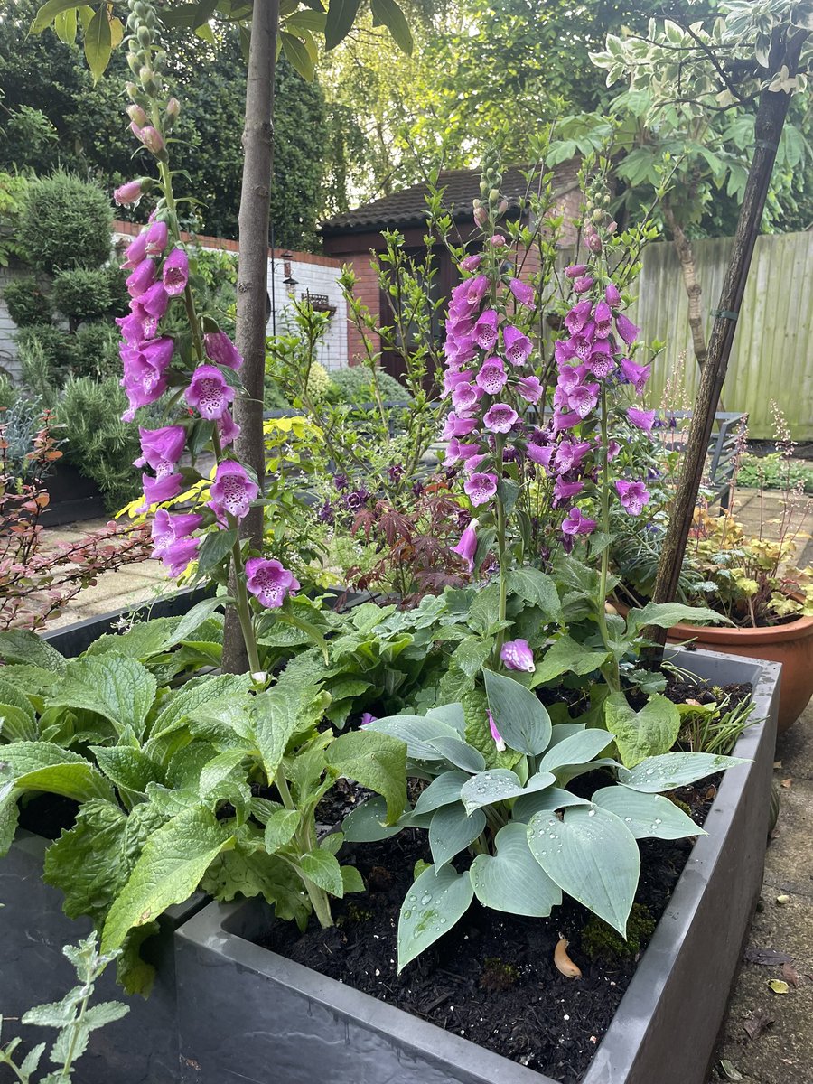 Faciliatating an event on behalf of <a href="/educationgovuk/">Department for Education</a> &amp; <a href="/ukhomeoffice/">Home Office</a> &amp; <a href="/DHSCgovuk/">Department of Health and Social Care</a> supporting areas implement Working Together ‘23 &amp; reforms to Children’s Social Care 

247 guests, interest hasn’t lessened since publication last year

<a href="/TheVKPP/">VKPP Vulnerability Knowledge & Practice Programme</a> <a href="/CollegeofPolice/">College of Policing</a> <a href="/PoliceChiefs/">National Police Chiefs' Council (NPCC)</a>