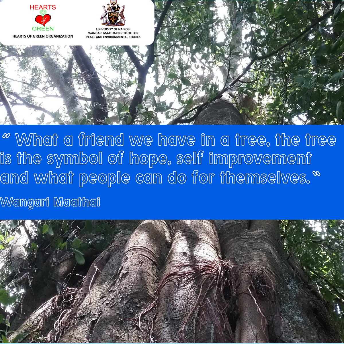 HeartsOfGreen's tweet photo. "What a friend we have in a tree"... @WangariMaathai
@UoNWMI @HeartsOfGreen
#landscaperepair #restoration #TreesForBetterLives https://t.co/pJoX811MLP