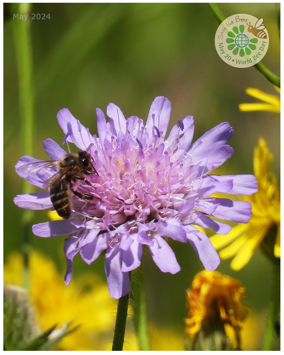 .#Moments2024 🌞 #naturerleben
#NaturnetzPfannenstiel #savethebees

20. Mai
#WeltBienenTag 🐝🐝

🐝 Happy World Bee Day 🐝
#OnThisDay #May20th

#Bee 🐝 #Honey #WorldBeeDay2024 #BeeLove
#Wildbienen #Biodiversität #Honigbiene #Bienen #Honig #ZR84 #GetOutside #urbanwildlife #GGMLive