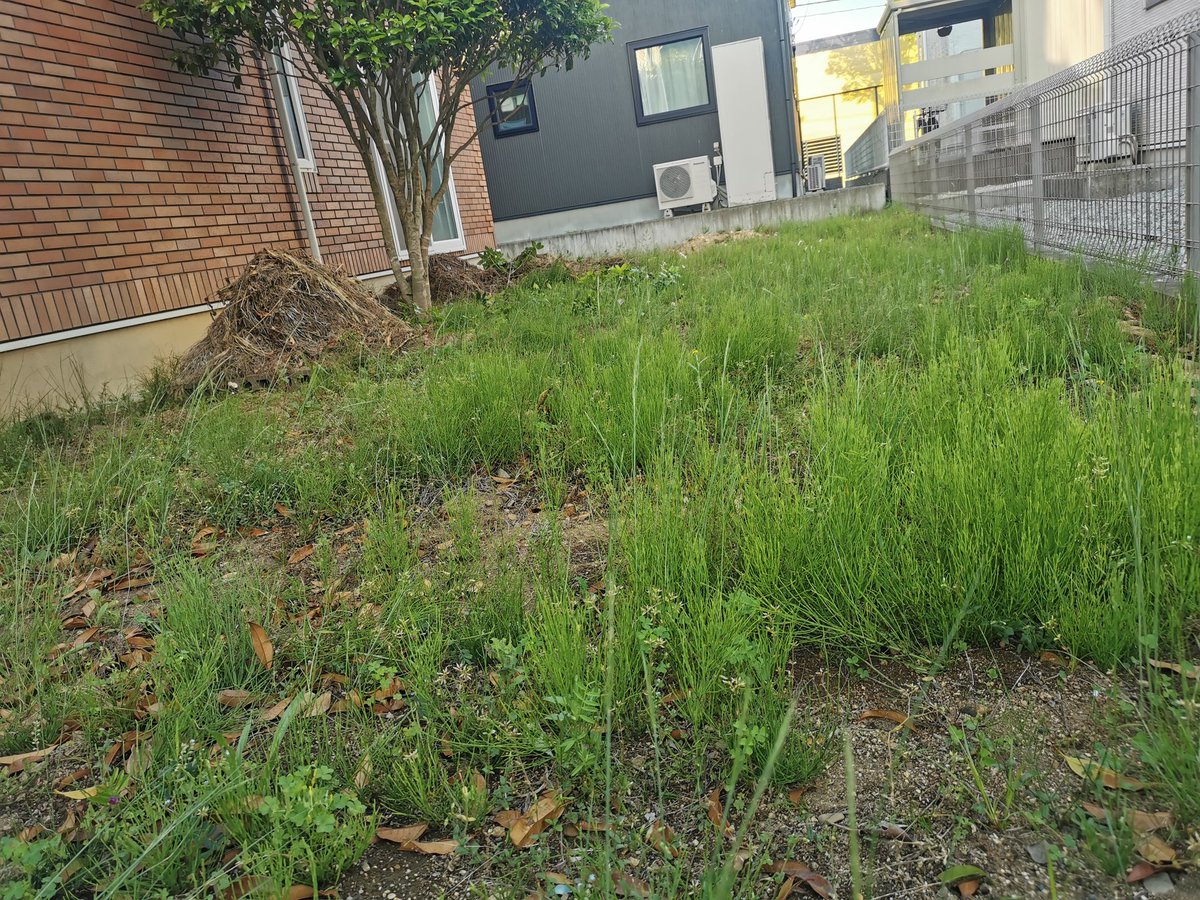 kanjinn0530's tweet photo. 夕方から草むしり

この時期は出勤してはお店で草むしり、休日も自宅の草むしり。

本業になってしまった…ので、

あぶらうり
↓
元あぶらうり
↓
草むしり係　に垢変更します！ https://t.co/B3RpLvEZE8
